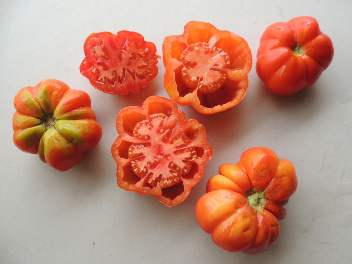 Tomàquets de Copons. PACO.