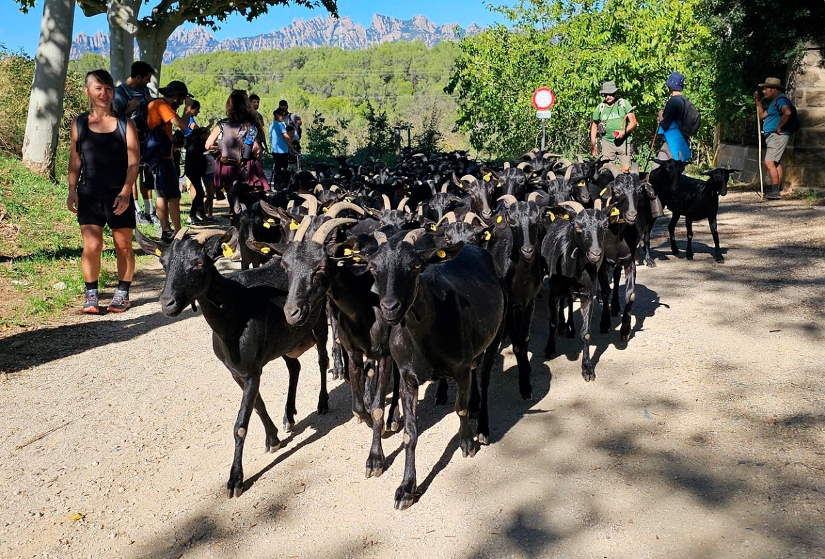 Arribada del ramat l'any passat. Ajuntament dels Hostalets de Pierola.