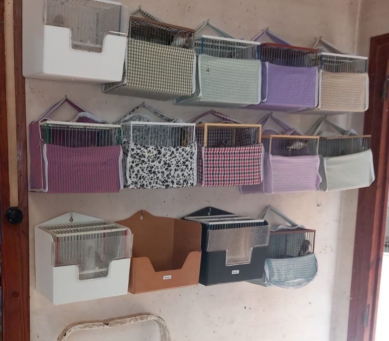 Ocells trobats. Mossos d'Esquadra.