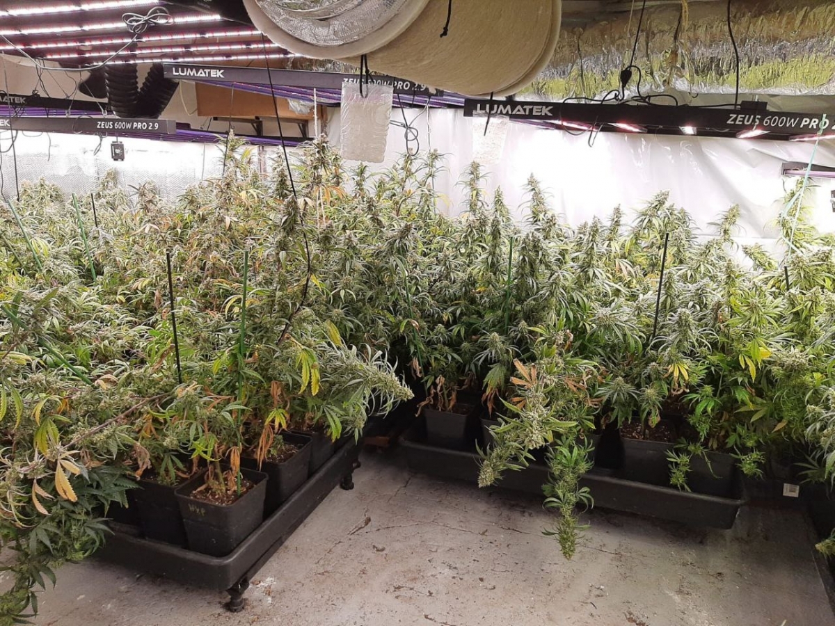 Plantació trobada a la casa. Mossos d'Esquadra.