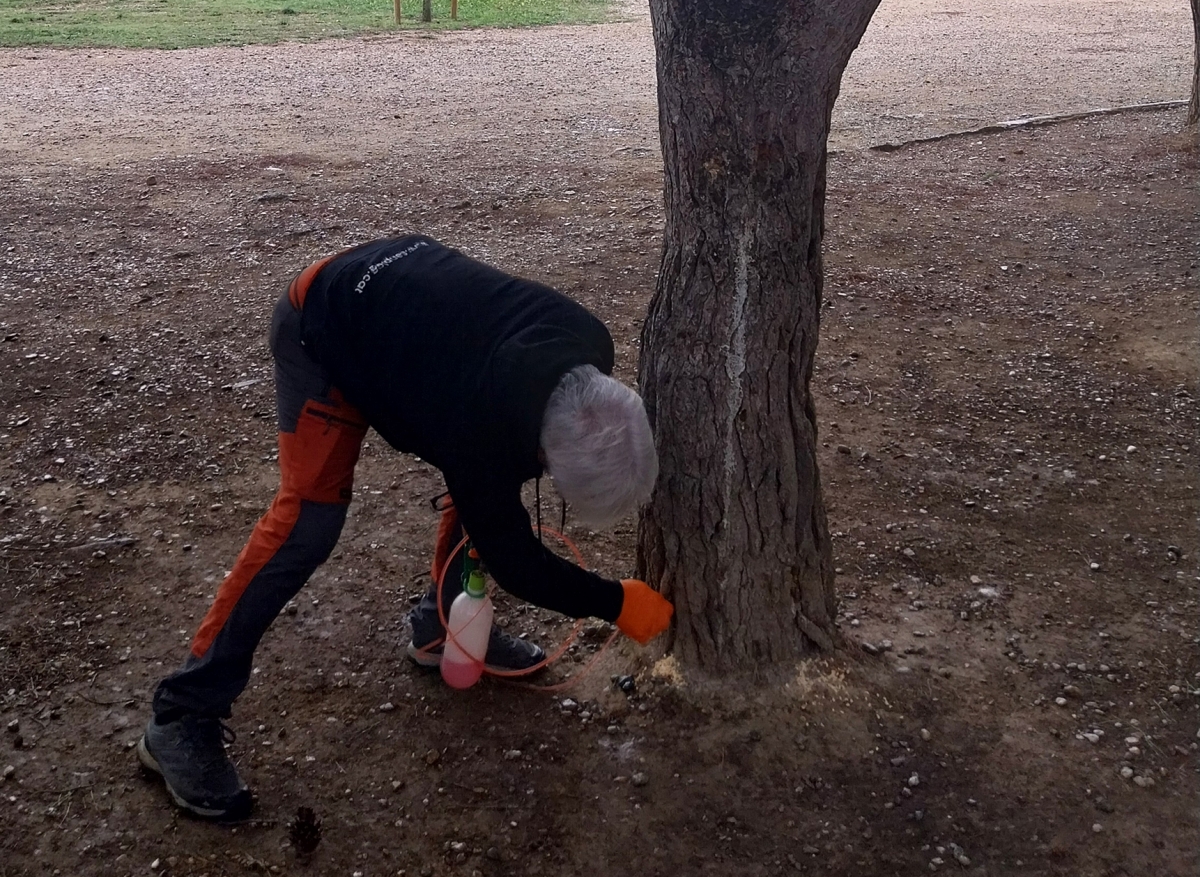 Tractament de la plaga. Ajuntament d'Igualada.