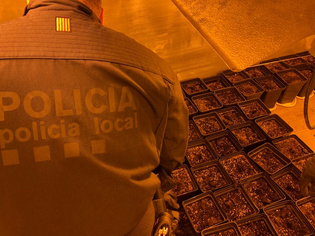 La policia local va fer el decomís en un domicili d'El Maset
