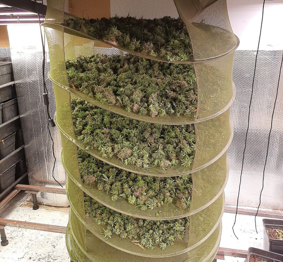 16kg de cabdells. Mossos d'Esquadra.