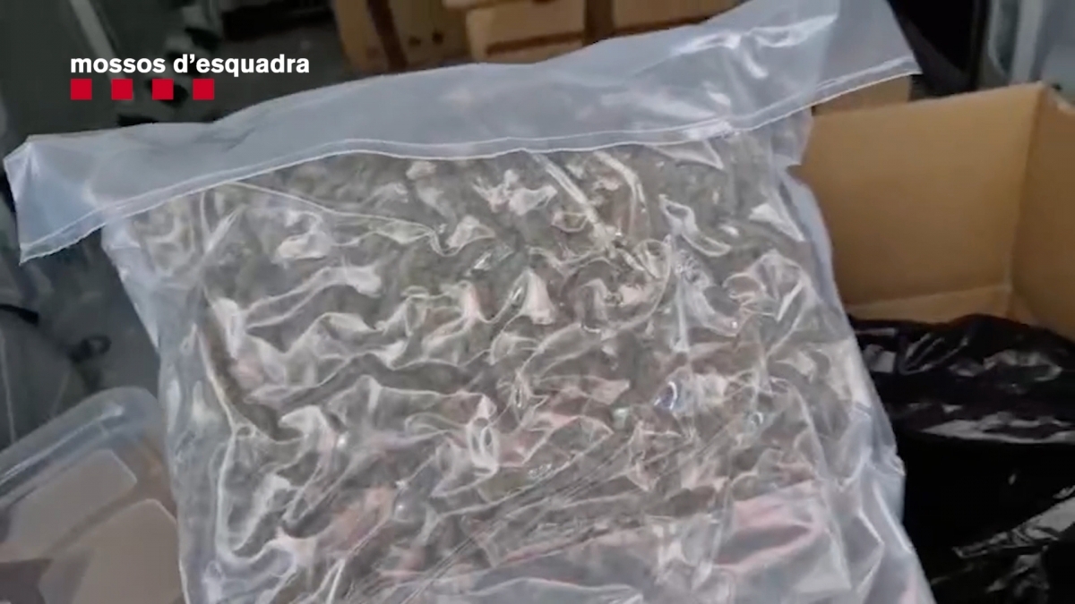 Marihuana trobada al recinte. Mossos d'Esquadra.