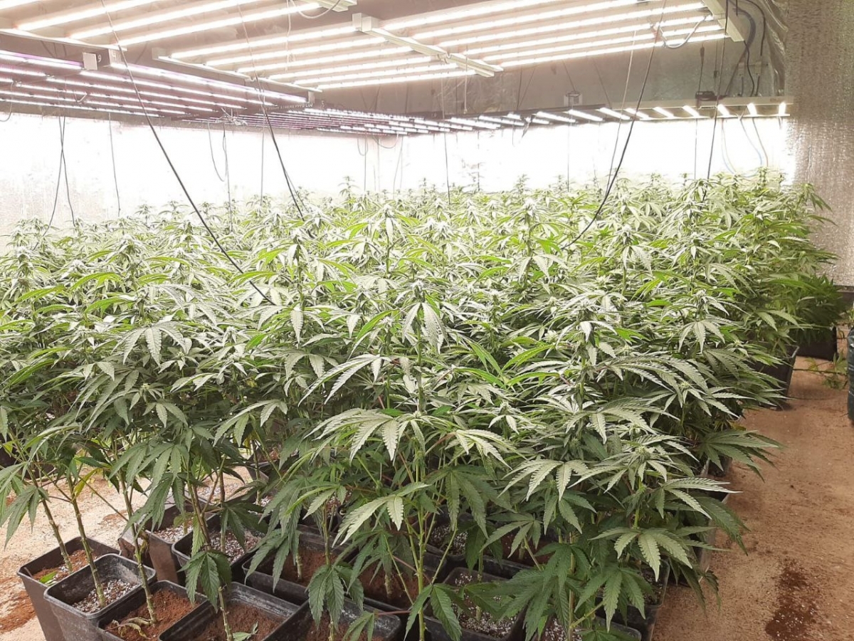 Plantació trobada. Mossos d'Esquadra.