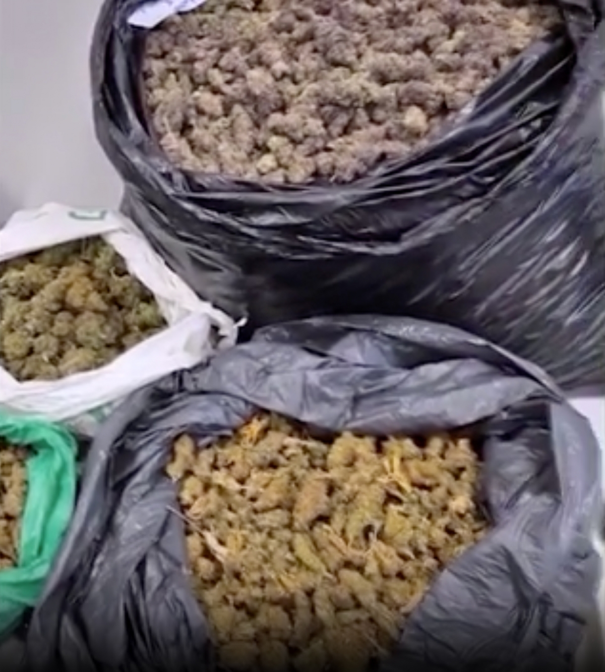 Marihuana trobada. Mossos d'Esquadra.