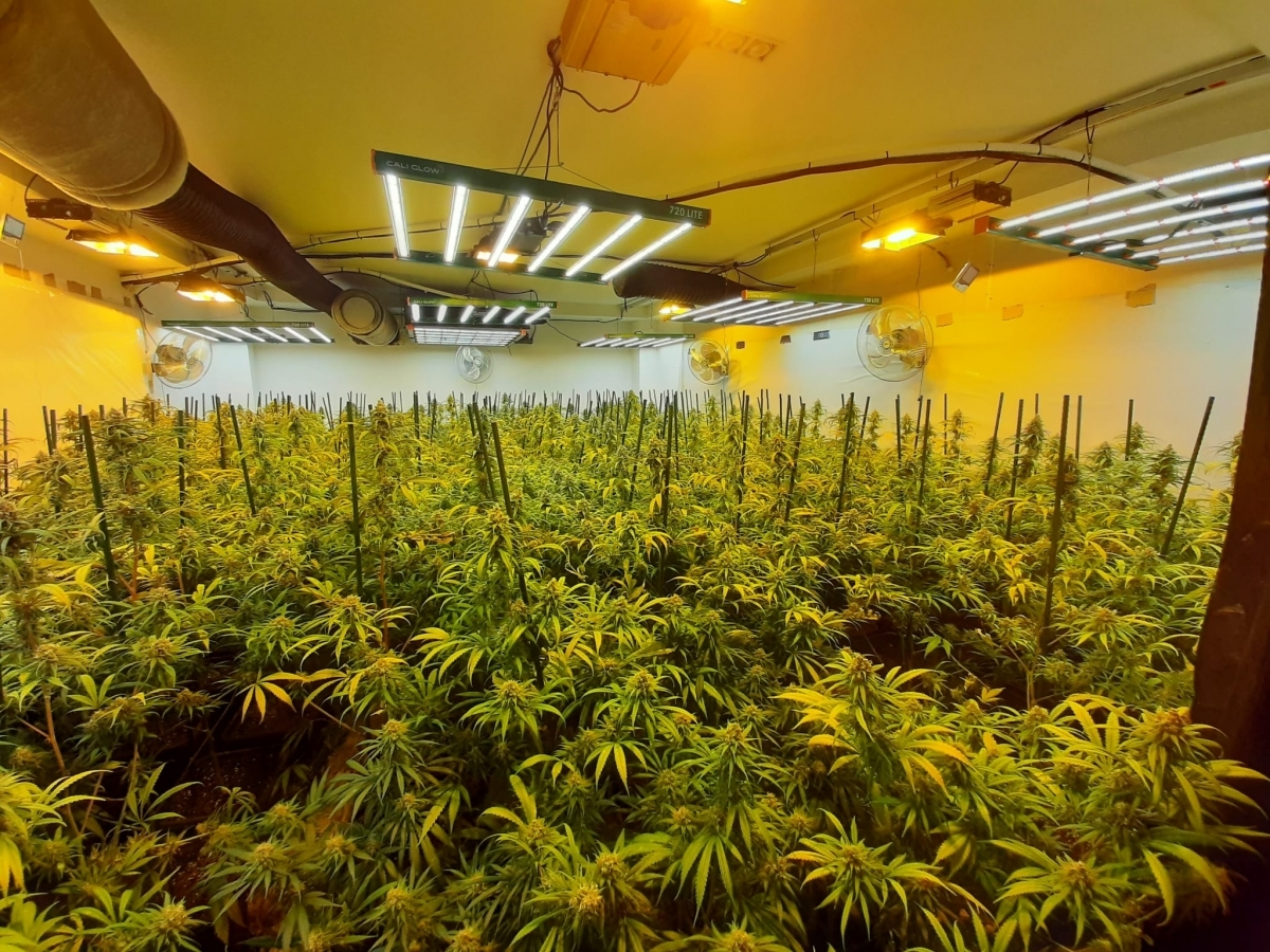 Marihuana trobada a l'immoble. Foto: Mossos.