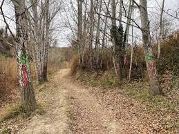 Marques als arbres del Torrent de la Garrigosa, per on passarà l'enllaç (Foto: TCM)