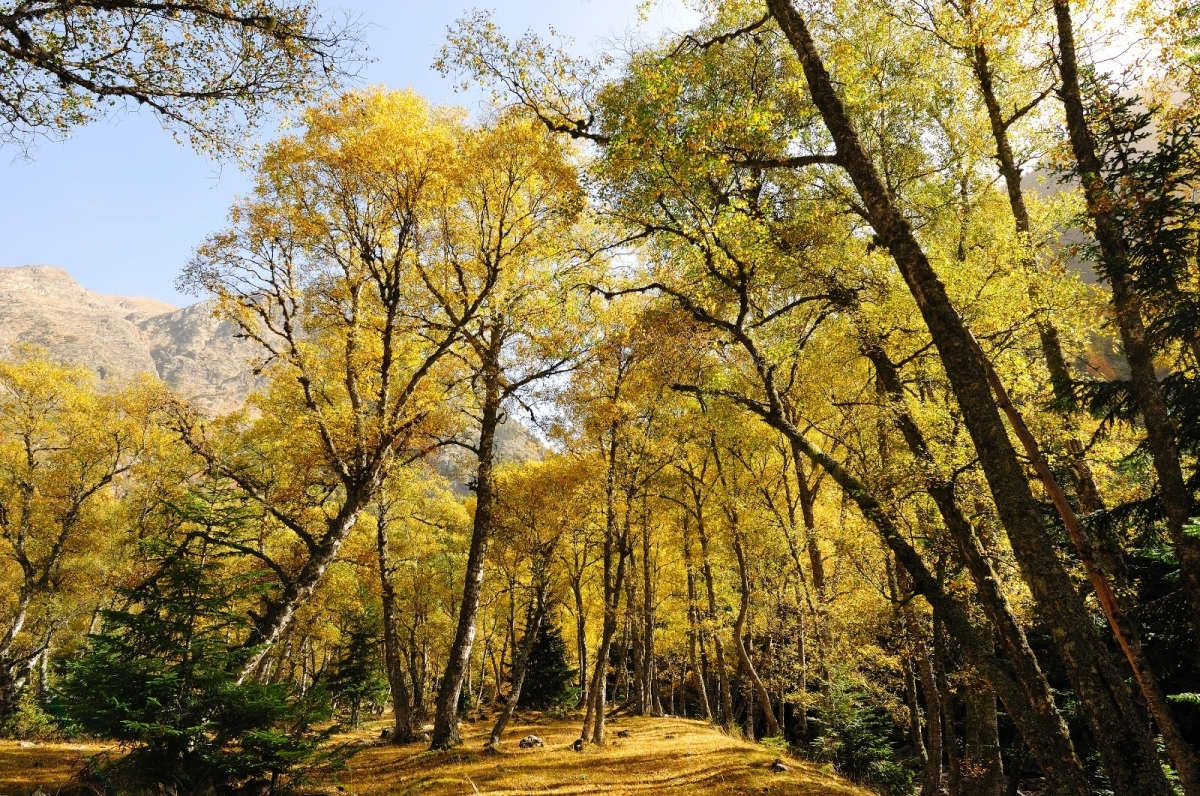 La creaci&oacute; de paisatges agroforestals m&eacute;s resilients es destaca com un &agrave;mbit clau per impulsar la bioeconomia a Catalunya. Foto: Generalitat de Catalunya.